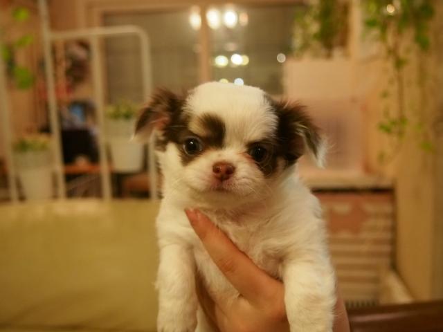 チワワ（ロングコート）