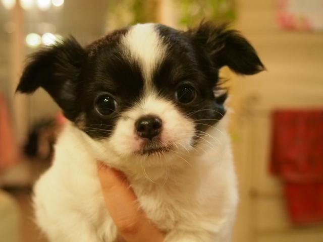 チワワ（ロングコート）