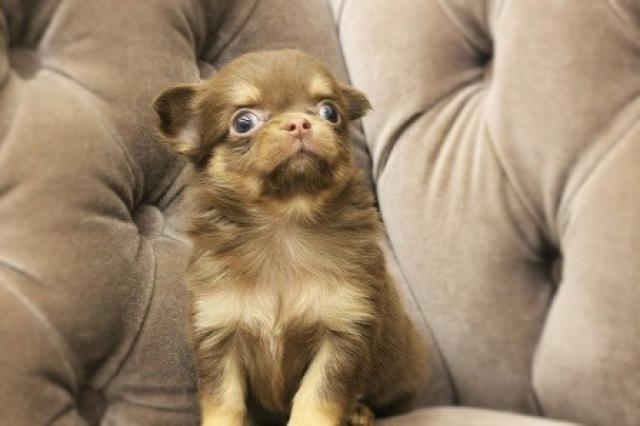 チワワ（ロングコート）