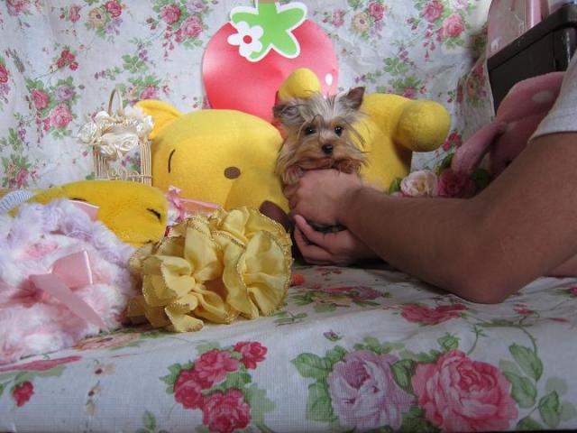 ヨークシャーテリア