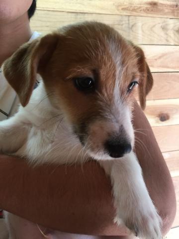 ジャックラッセルテリア