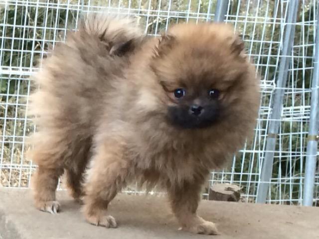ポメラニアン