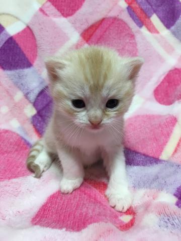 スコティッシュフォールド