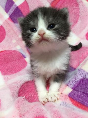 スコティッシュフォールド