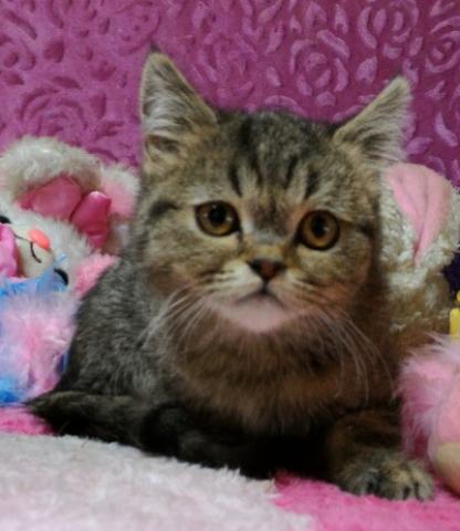 エキゾチックショートヘアー