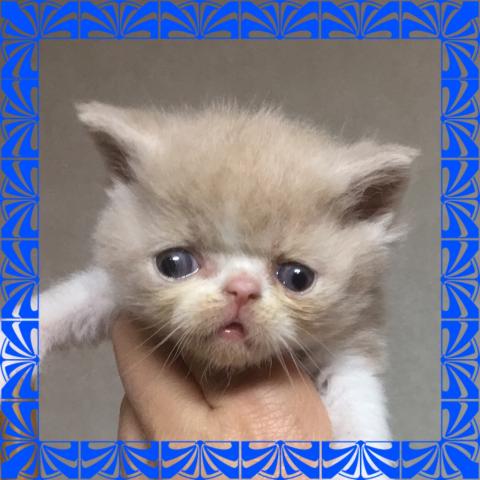 エキゾチックショートヘアー