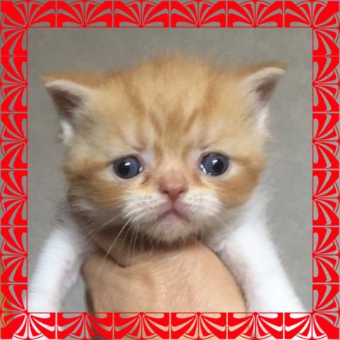 エキゾチックショートヘアー