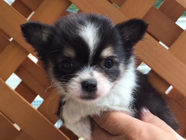 チワワ(ロングコート)