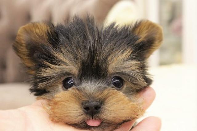 ヨークシャーテリア