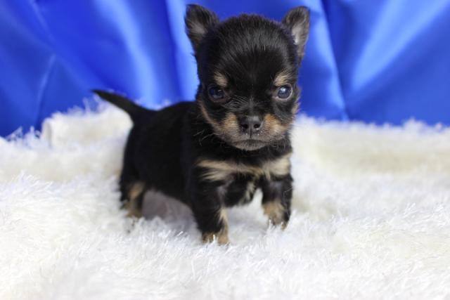 チワワ（ロングコート）