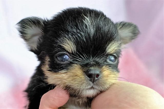 チワワ（ロングコート）