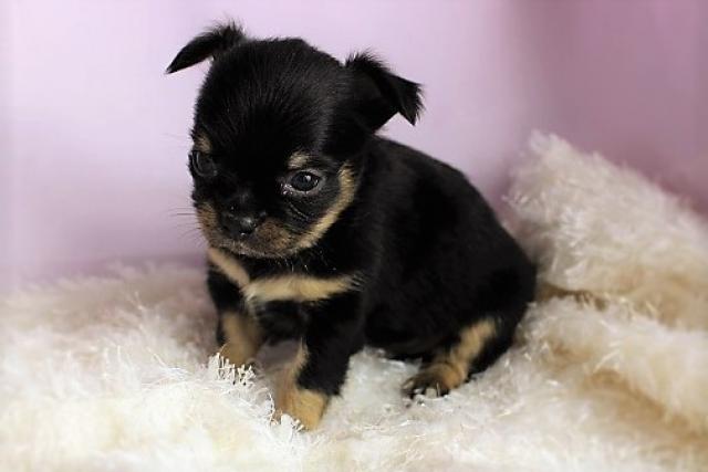 チワワ（ロングコート）