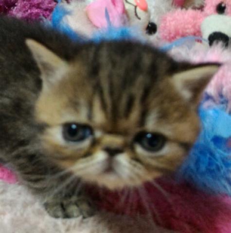 エキゾチックショートヘアー