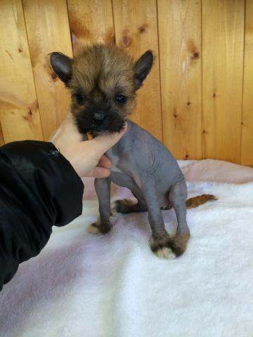 チャイニーズクレステッドドッグ