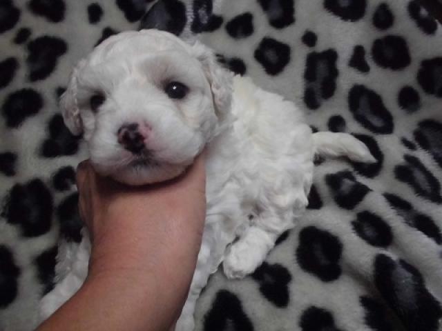 ビションフリーゼ