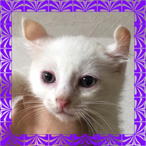 アメリカンカール