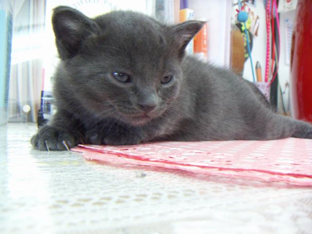 ロシアンブルー