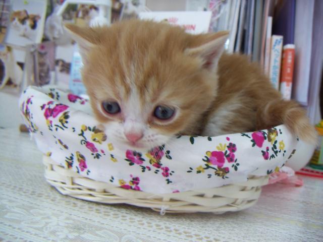 スコティッシュフォールド