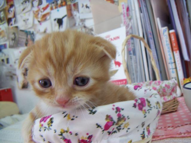 スコティッシュフォールド