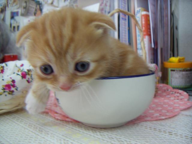 スコティッシュフォールド