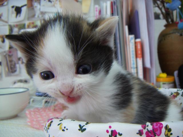 スコティッシュフォールド