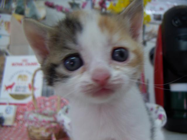 スコティッシュフォールド