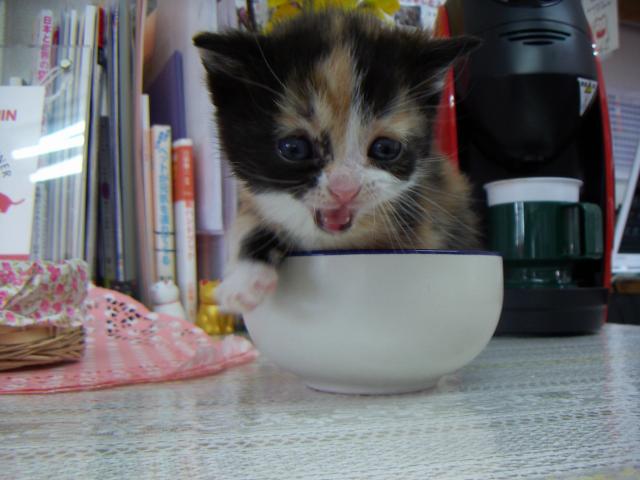 スコティッシュフォールド