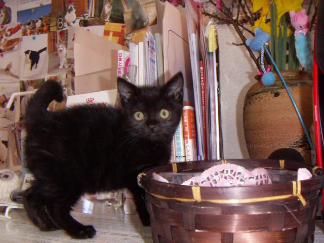 スコティッシュフォールド