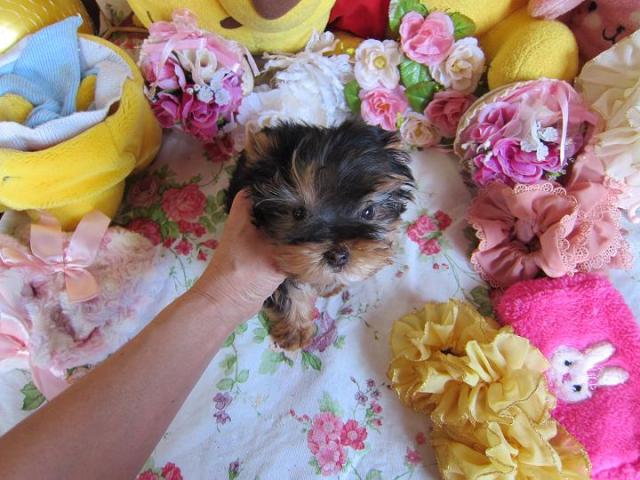 ヨークシャーテリア