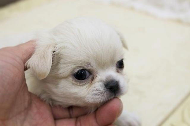 チワワ（ロングコート）