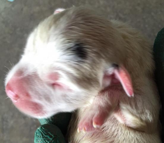 ジャックラッセルテリア