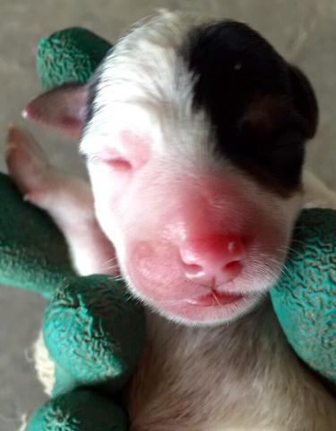 ジャックラッセルテリア