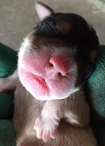 ジャックラッセルテリア