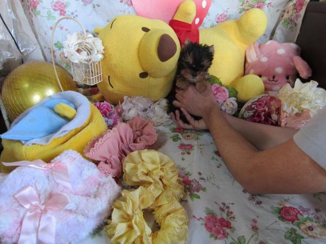 ヨークシャーテリア