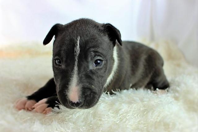 ミニュチュアブルテリア