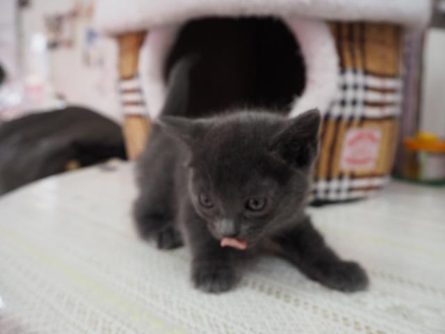 ロシアンブルー