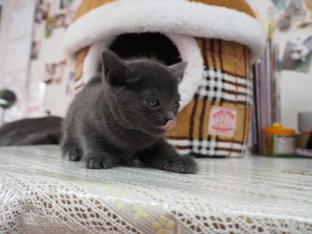 ロシアンブルー