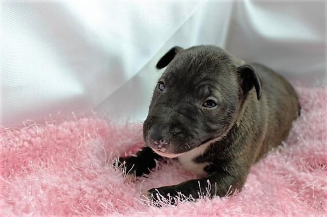 ミニュチュアブルテリア