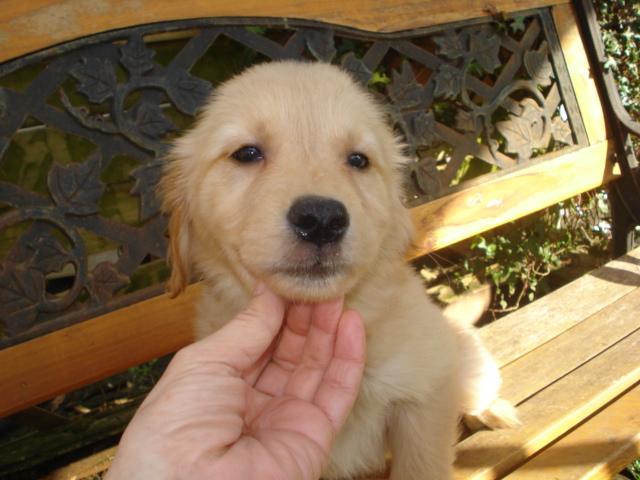 ゴールデンレトリーバー