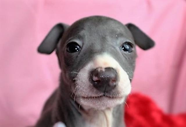 イタリアングレーハウンド