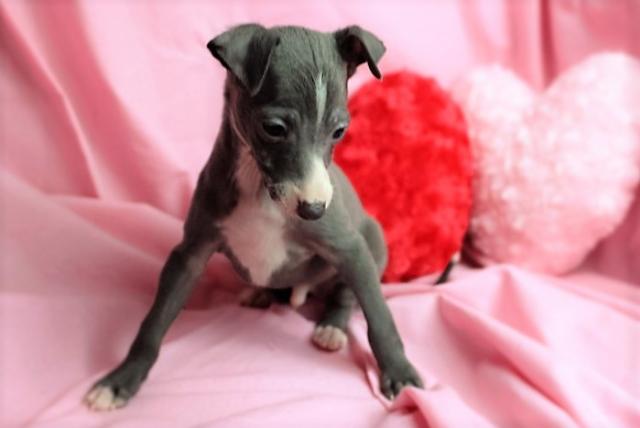 イタリアングレーハウンド