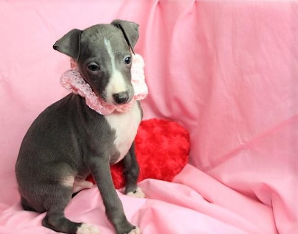 イタリアングレーハウンド