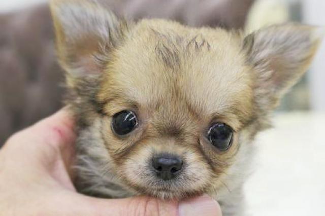 チワワ（ロングコート）