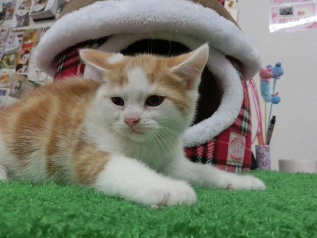 スコティッシュフォールド