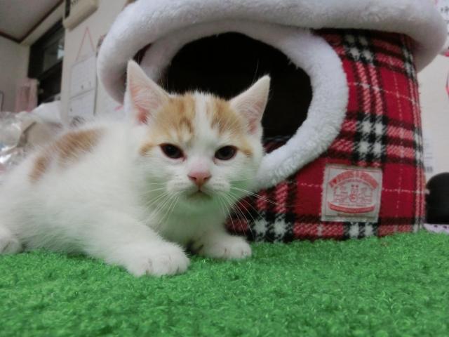 スコティッシュフォールド