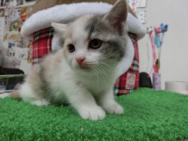 スコティッシュフォールド