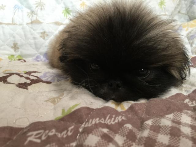 ペキニーズ