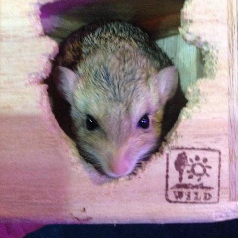 ファットテールジャービル(マカロニマウス)