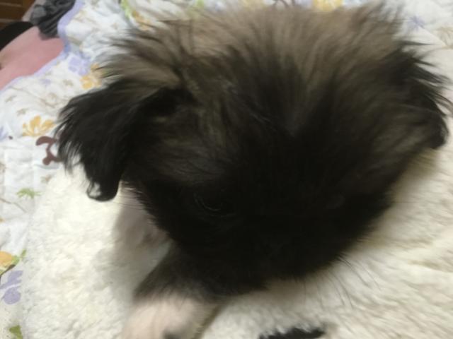 ペキニーズ