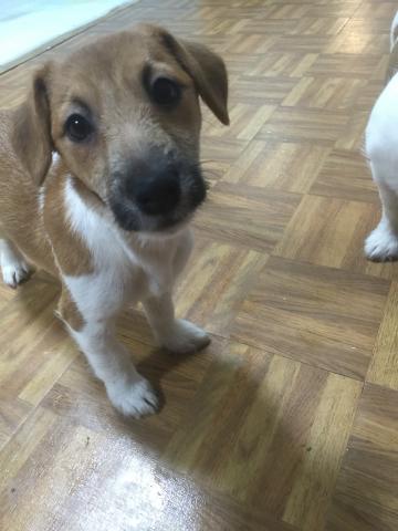 ジャックラッセルテリア